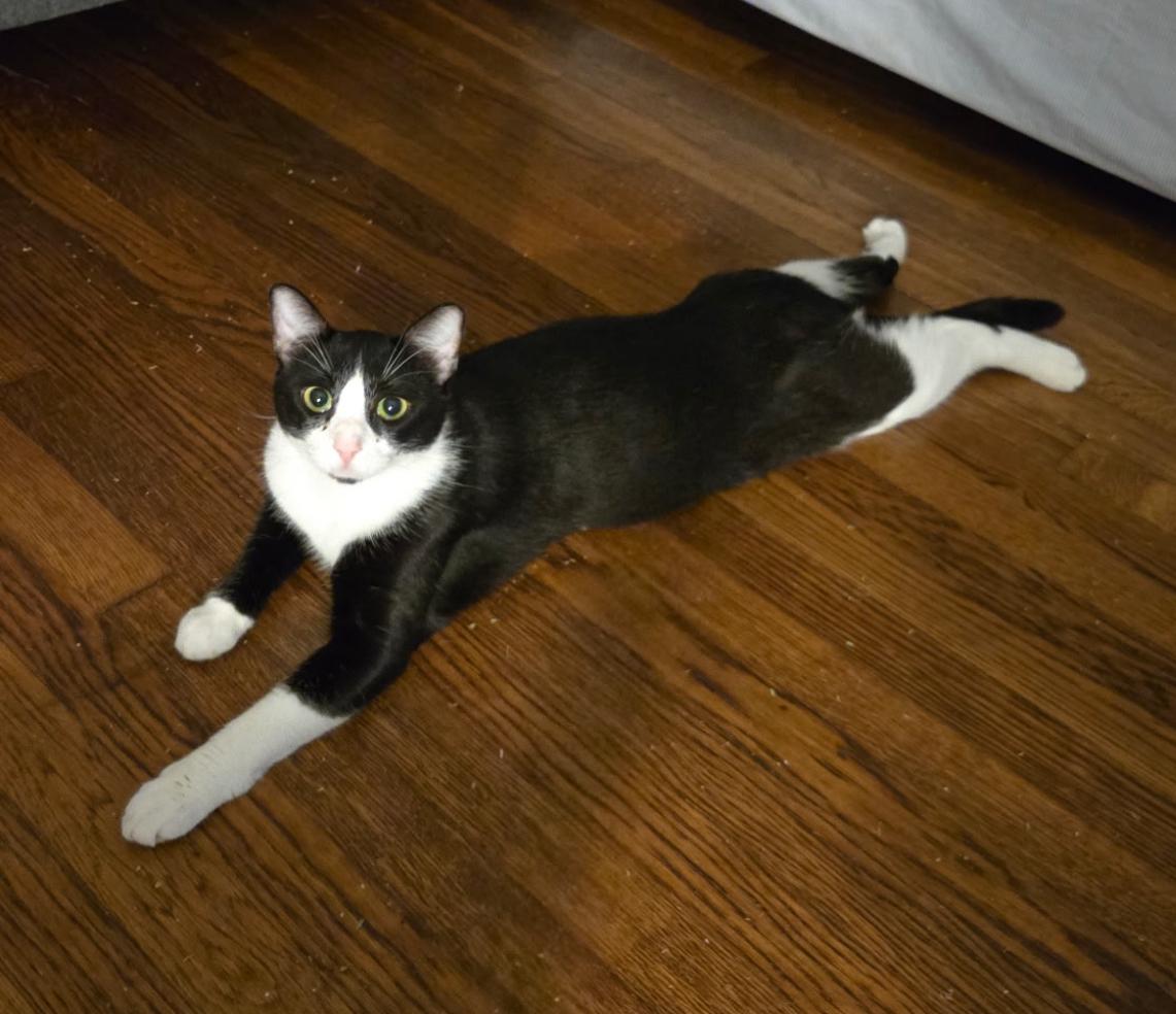 Enlarge Tux, a Adoptable Domestic Short Hair in Richmond, VA image 5/5