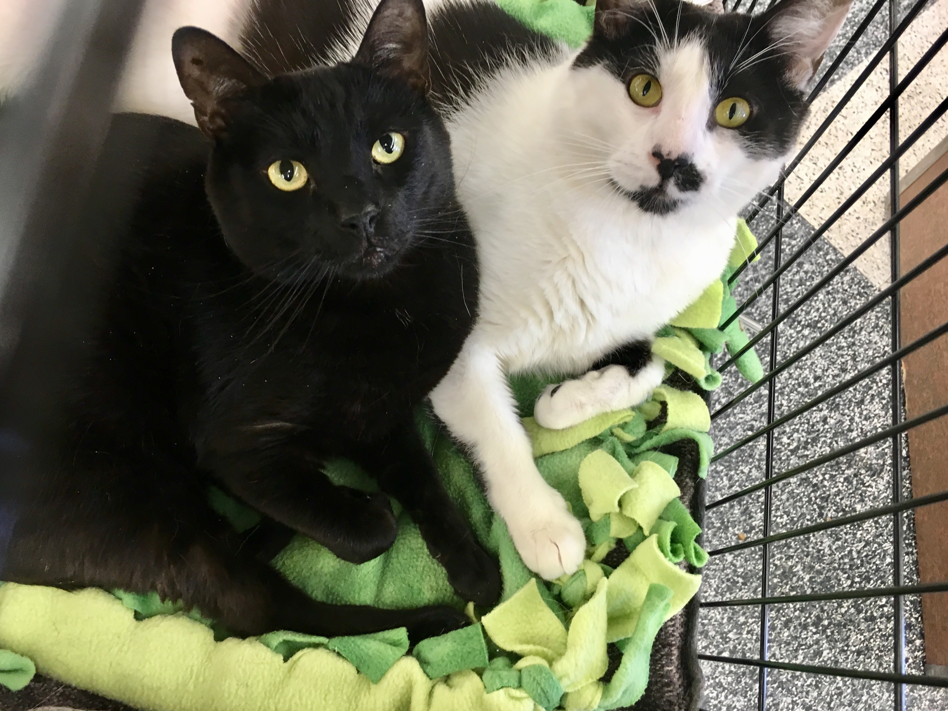 Enlarge Cisco & Snoopy (BONDED PAIR), a Adoptable mixed breed in San Jose, CA image 1/8