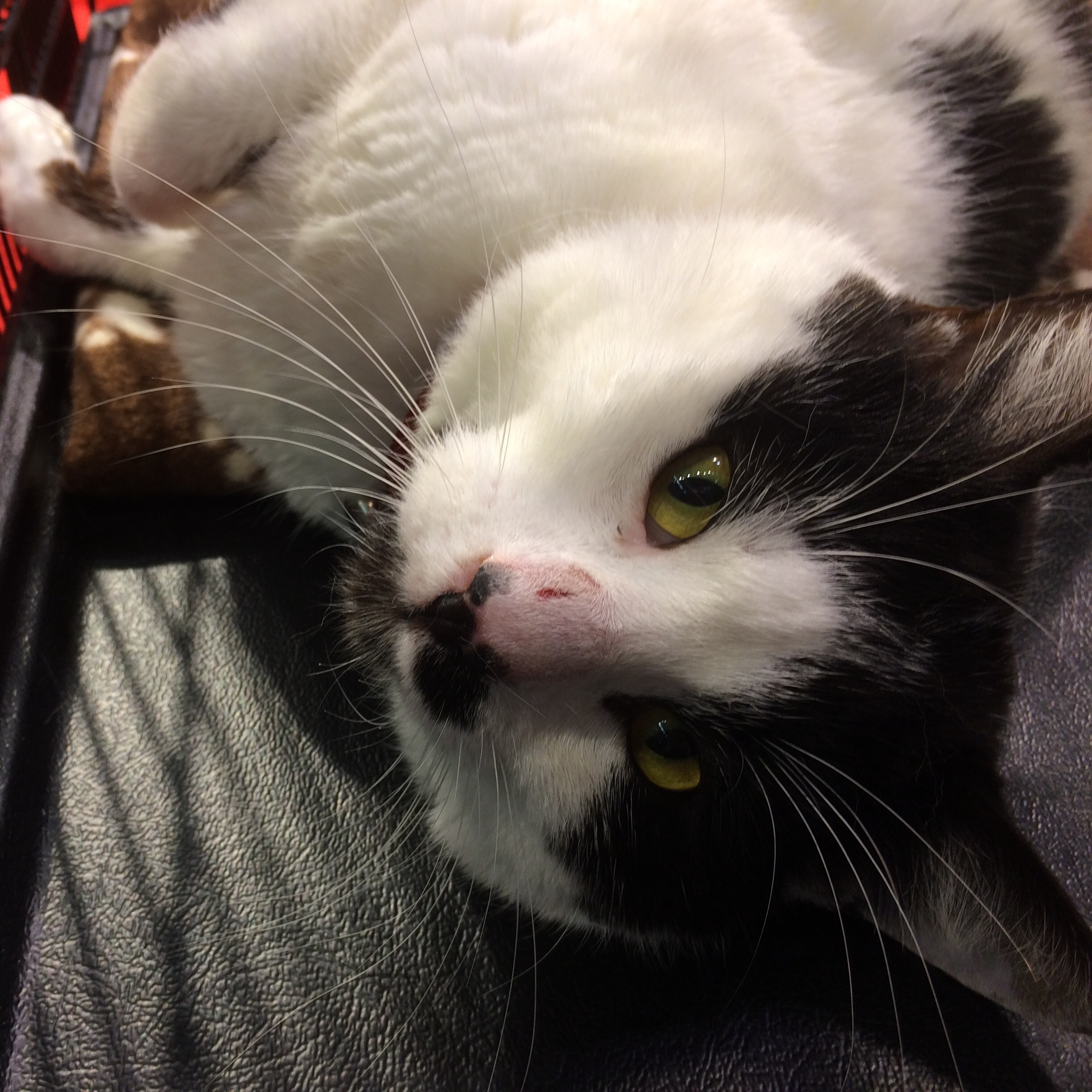 Enlarge Cisco & Snoopy (BONDED PAIR), a Adoptable mixed breed in San Jose, CA image 2/8