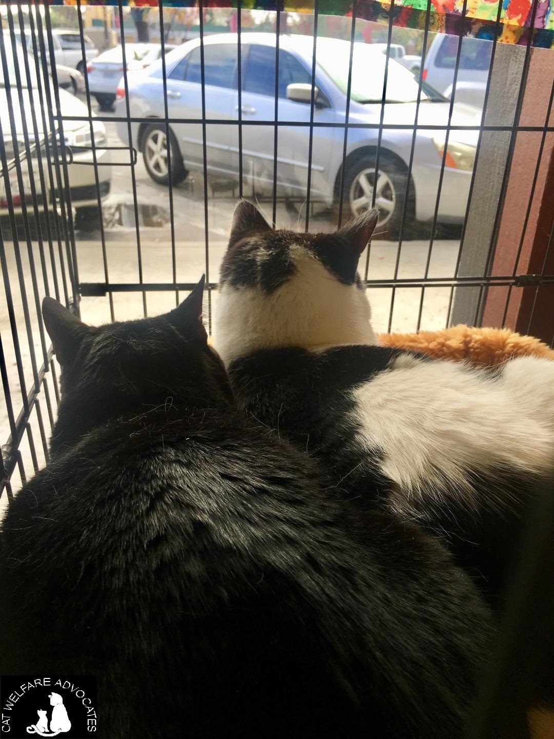 Enlarge Cisco & Snoopy (BONDED PAIR), a Adoptable mixed breed in San Jose, CA image 3/8