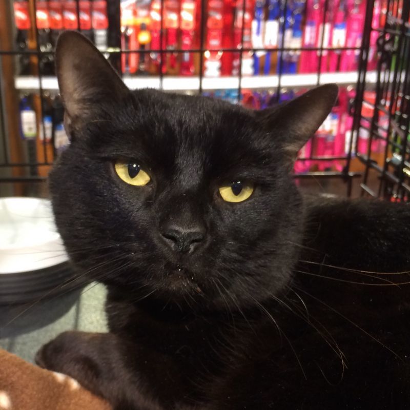 Enlarge Cisco & Snoopy (BONDED PAIR), a Adoptable mixed breed in San Jose, CA image 4/8