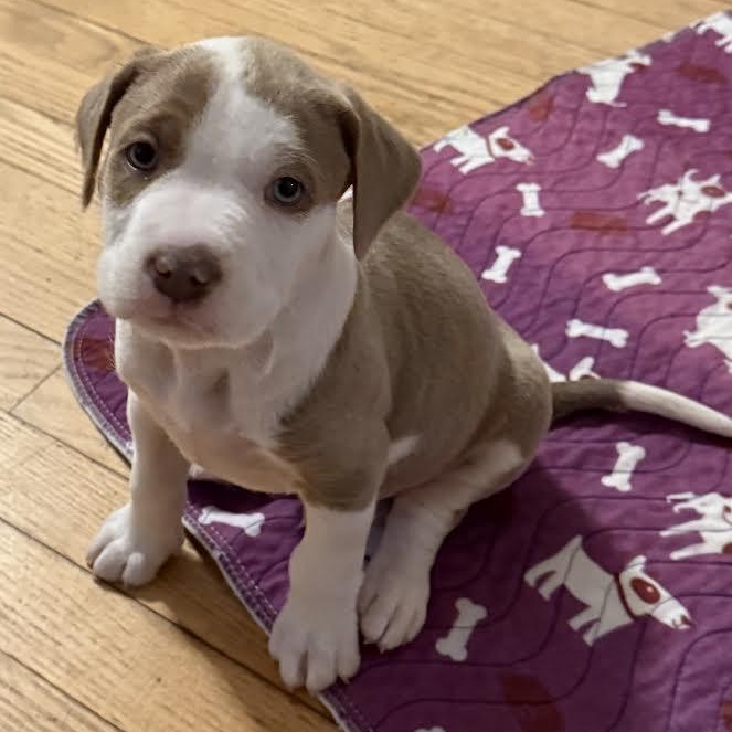 Enlarge Jay, a ADOPTABLE mixed breed in Midlothian, VA image 6/6