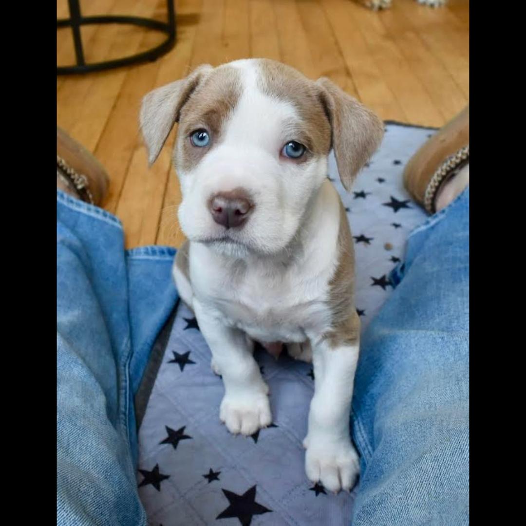 Jay, ADOPTABLE, Puppy Male American Staffordshire Terrier.