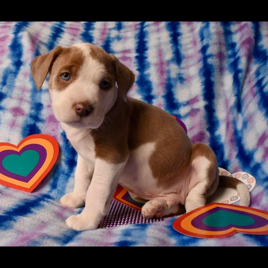 Enlarge Jay, a ADOPTABLE mixed breed in Midlothian, VA image 3/6