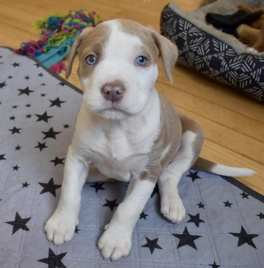 Enlarge Jay, a ADOPTABLE mixed breed in Midlothian, VA image 4/6