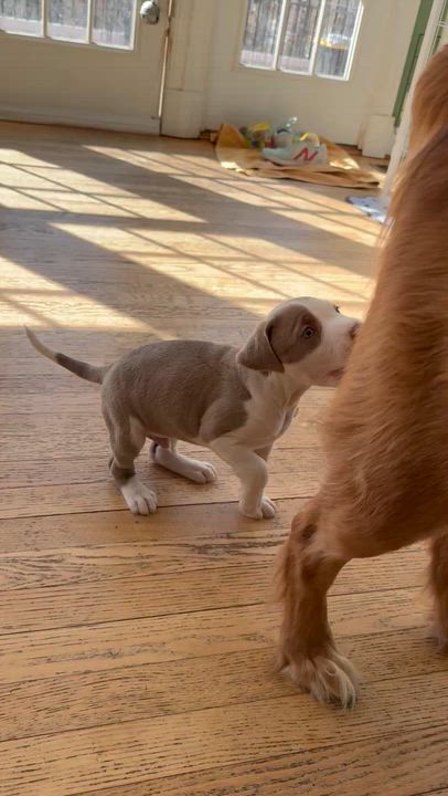 Enlarge Jay, a ADOPTABLE mixed breed in Midlothian, VA video 5/6