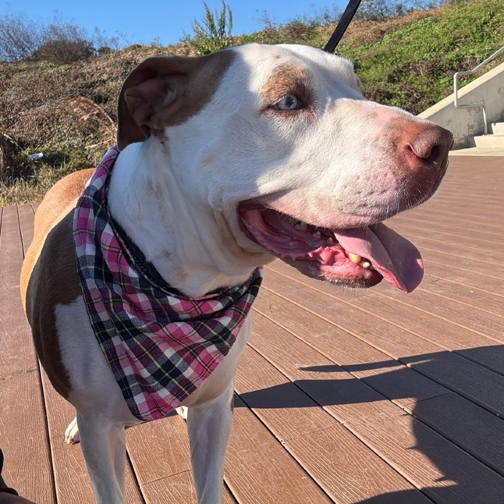 Hazlenut — thumbnail 5