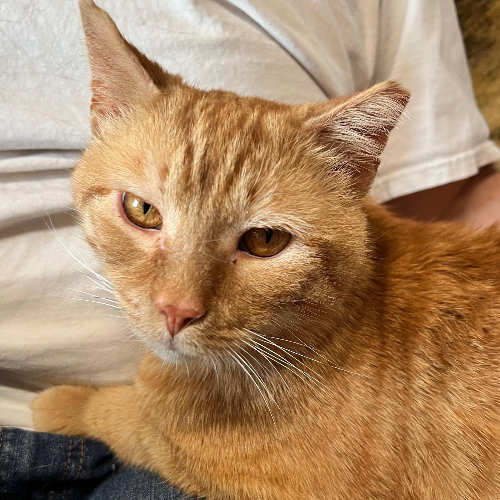 Tostito, adoptable, Adult Male Domestic Short Hair & Tabby.