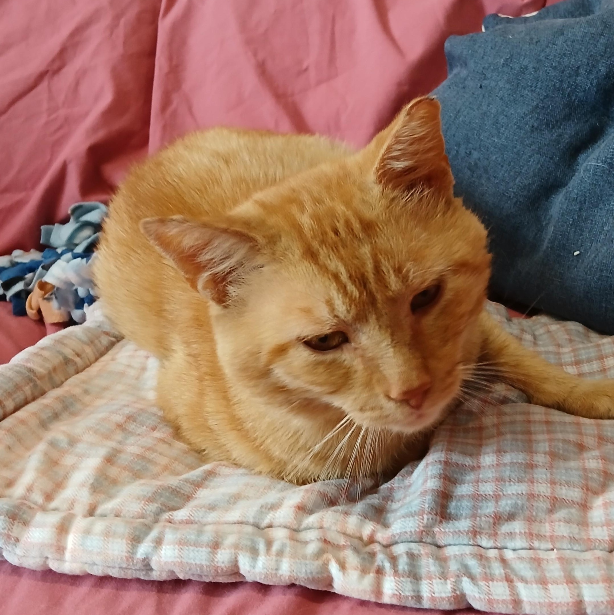 Enlarge Tostito, an adoptable mixed breed in Germansville, PA image 3/4