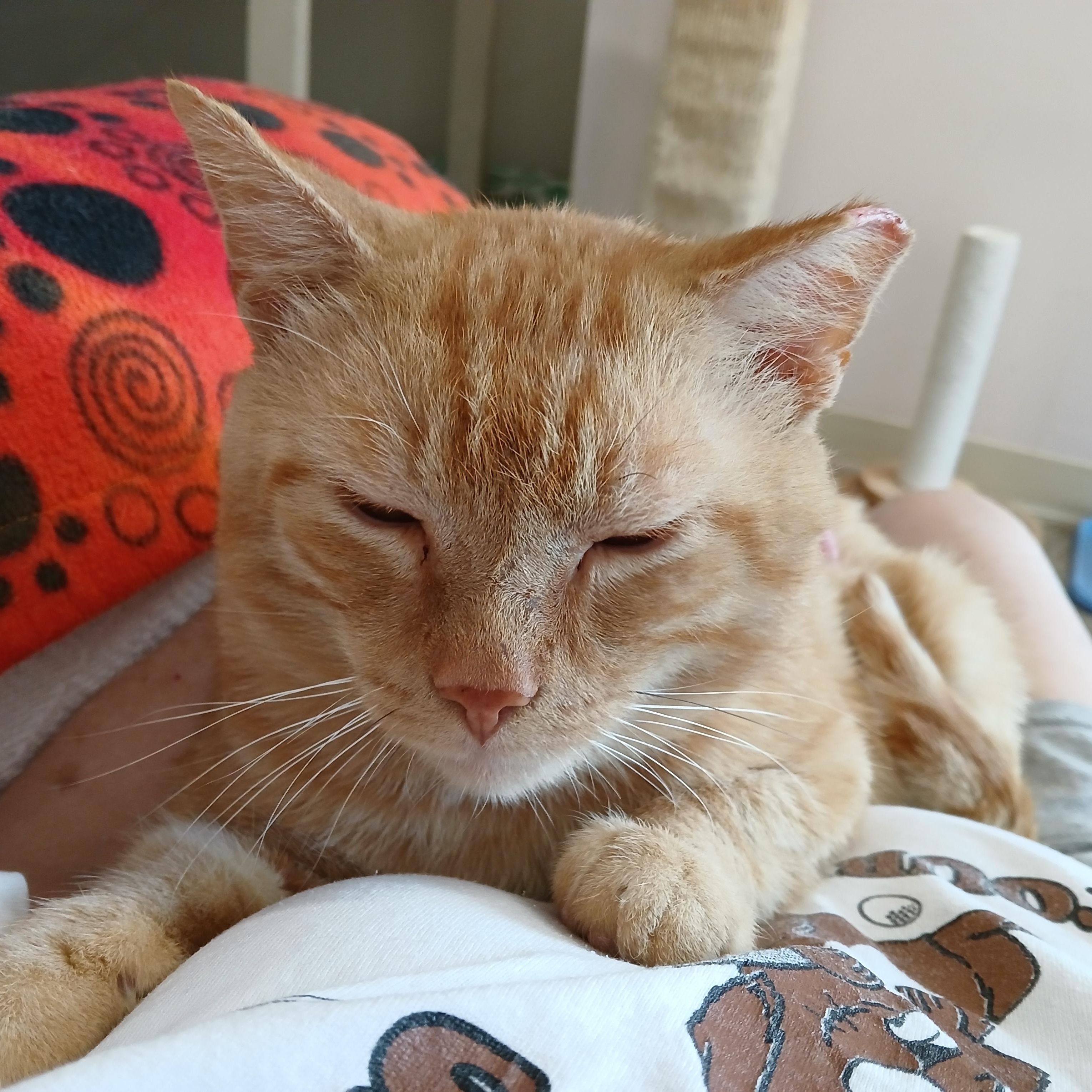 Enlarge Tostito, an adoptable mixed breed in Germansville, PA image 4/4