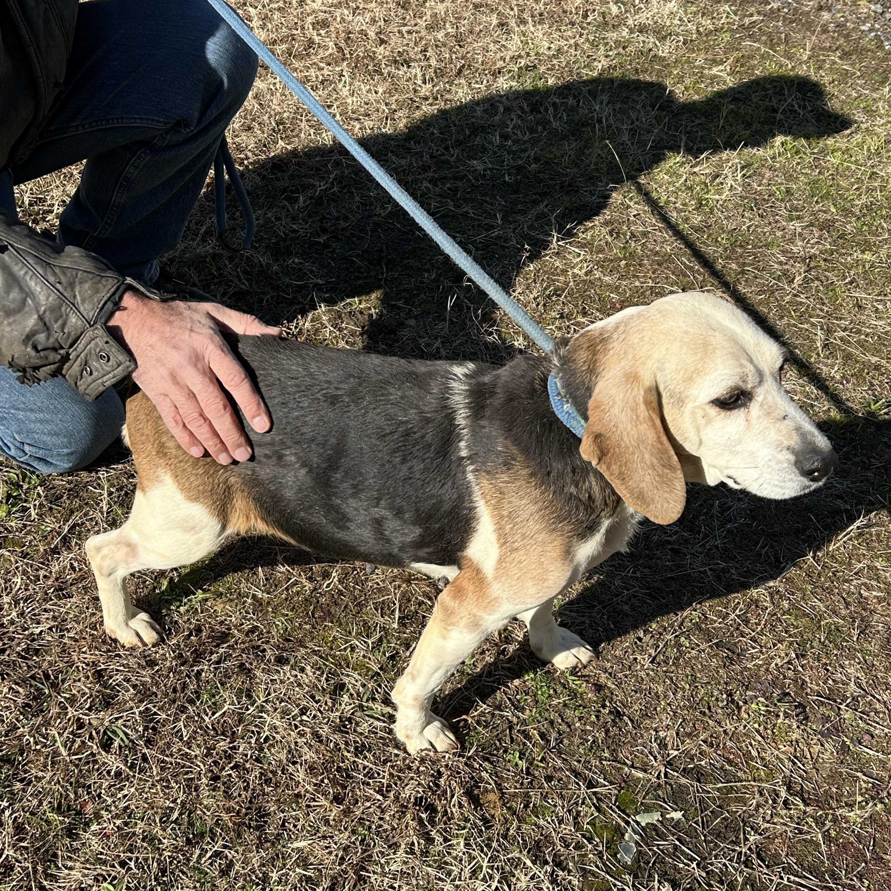 Dora, ADOPTABLE, Senior Female Beagle & Hound.