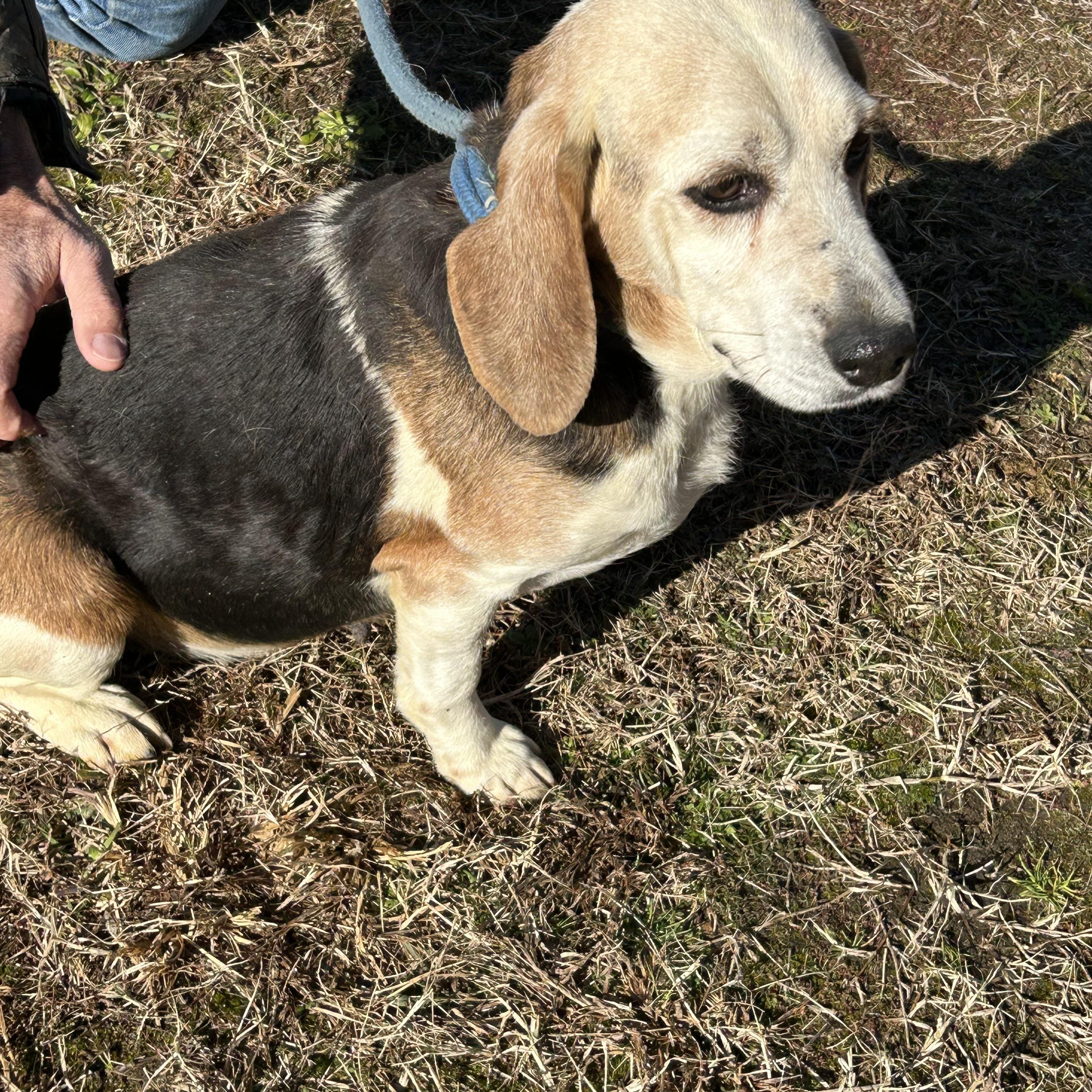 Enlarge Dora, a ADOPTABLE mixed breed in Charles City, VA image 2/4