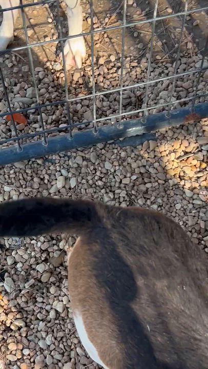 Enlarge Dora, a ADOPTABLE mixed breed in Charles City, VA video 4/4