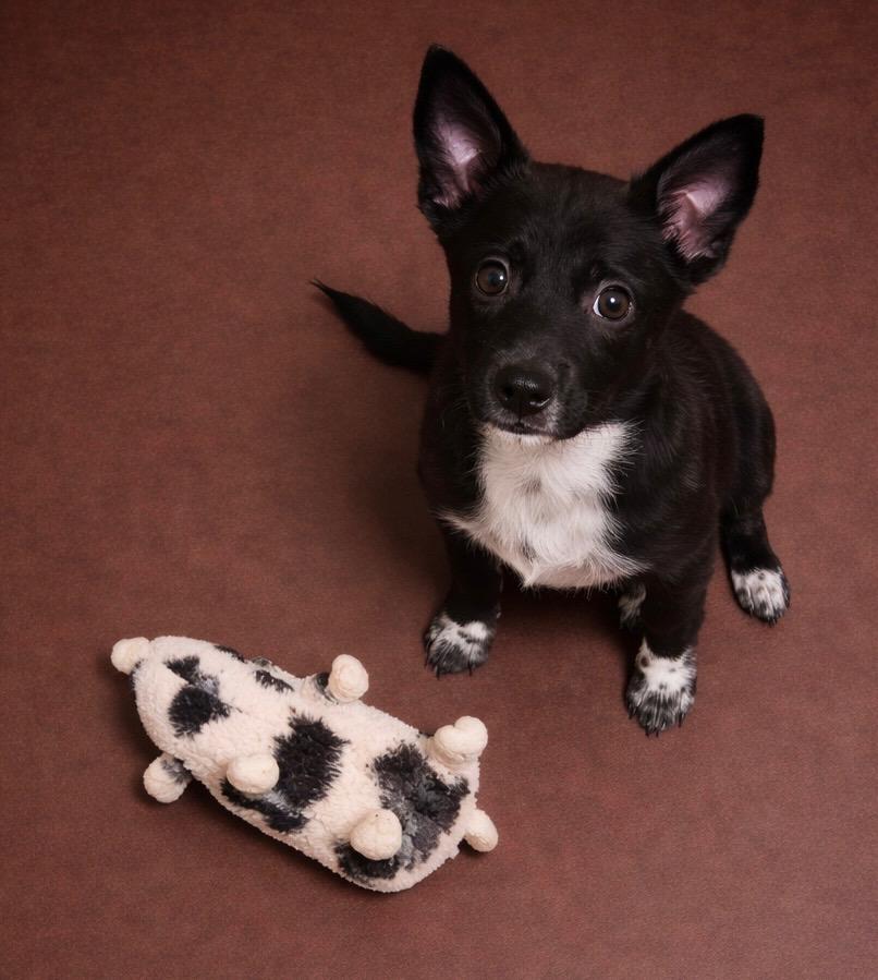 Raleigh , ADOPTABLE, Puppy Female Border Collie.