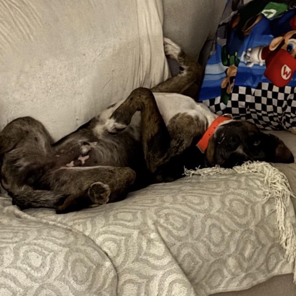 Enlarge Lucky, a Adoptable Catahoula Leopard Dog in Gulfport, MS image 1/6