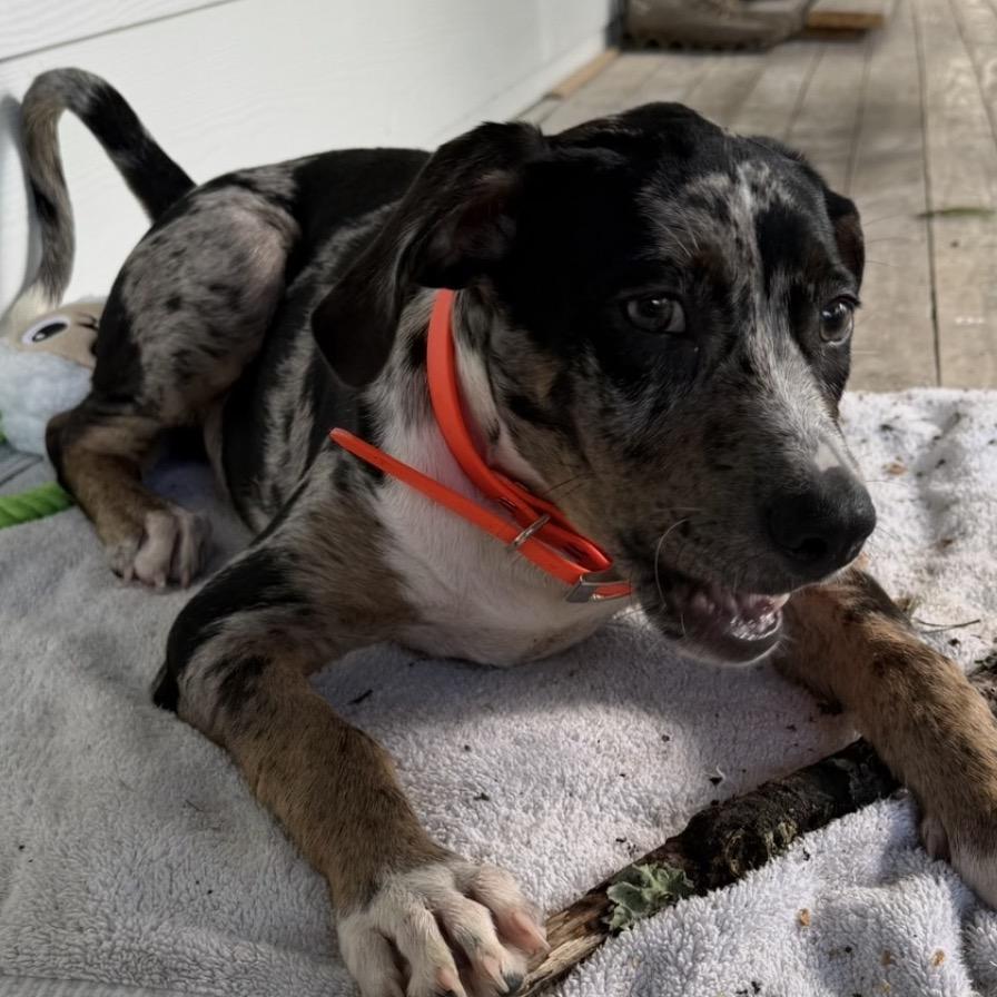 Enlarge Lucky, a Adoptable Catahoula Leopard Dog in Gulfport, MS image 2/6