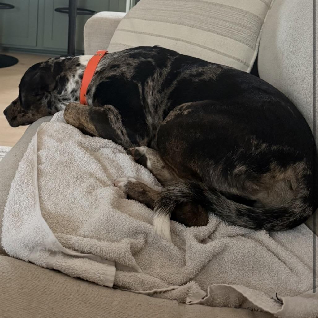 Enlarge Lucky, a Adoptable Catahoula Leopard Dog in Gulfport, MS image 3/6