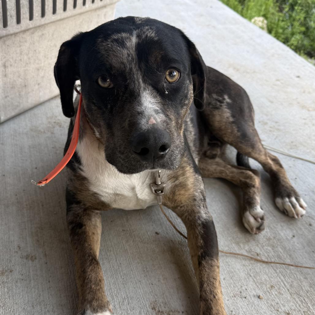 Enlarge Lucky, a Adoptable Catahoula Leopard Dog in Gulfport, MS image 4/6
