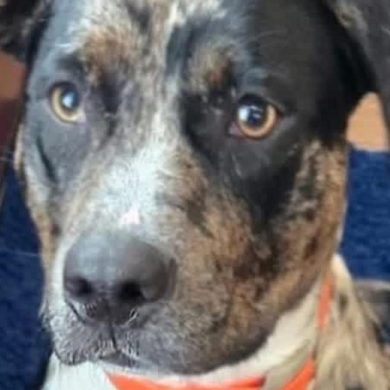 Enlarge Lucky, a Adoptable Catahoula Leopard Dog in Gulfport, MS image 5/6