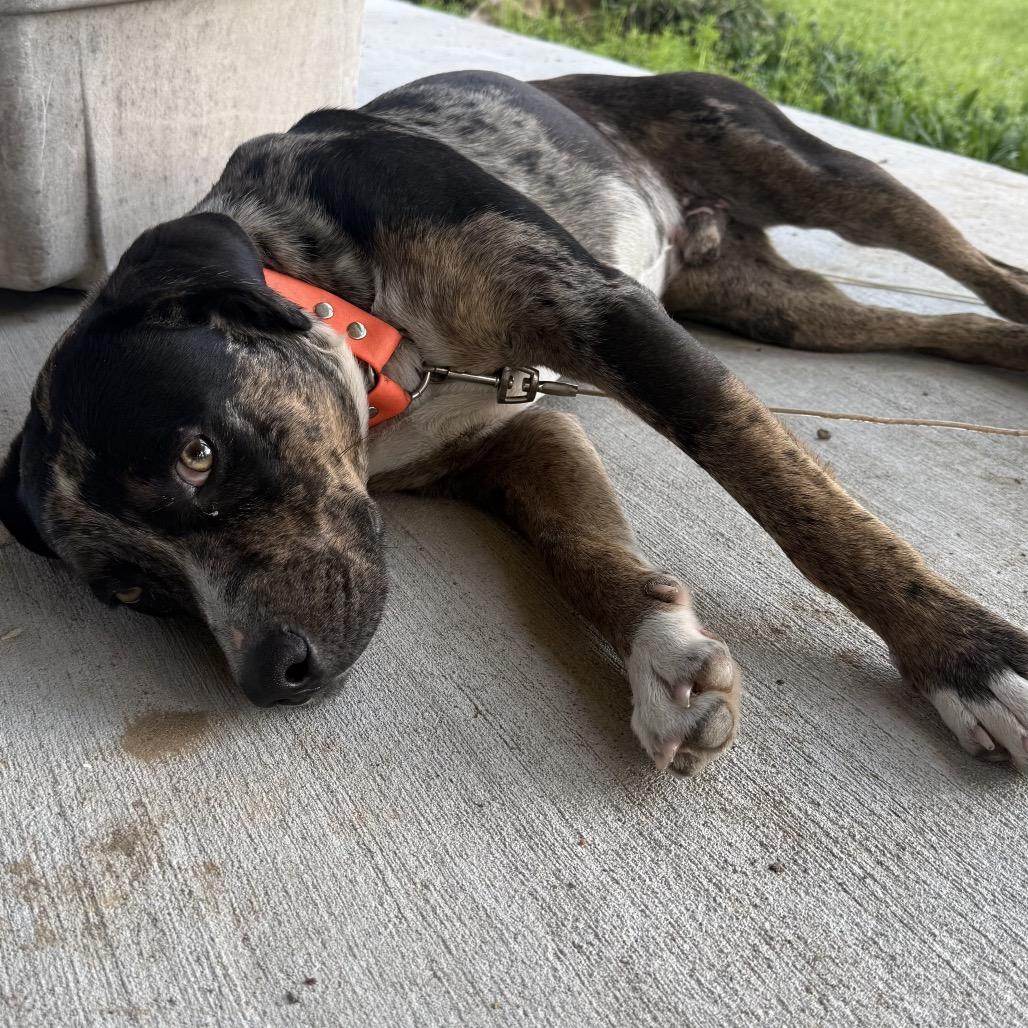 Enlarge Lucky, a Adoptable Catahoula Leopard Dog in Gulfport, MS image 6/6