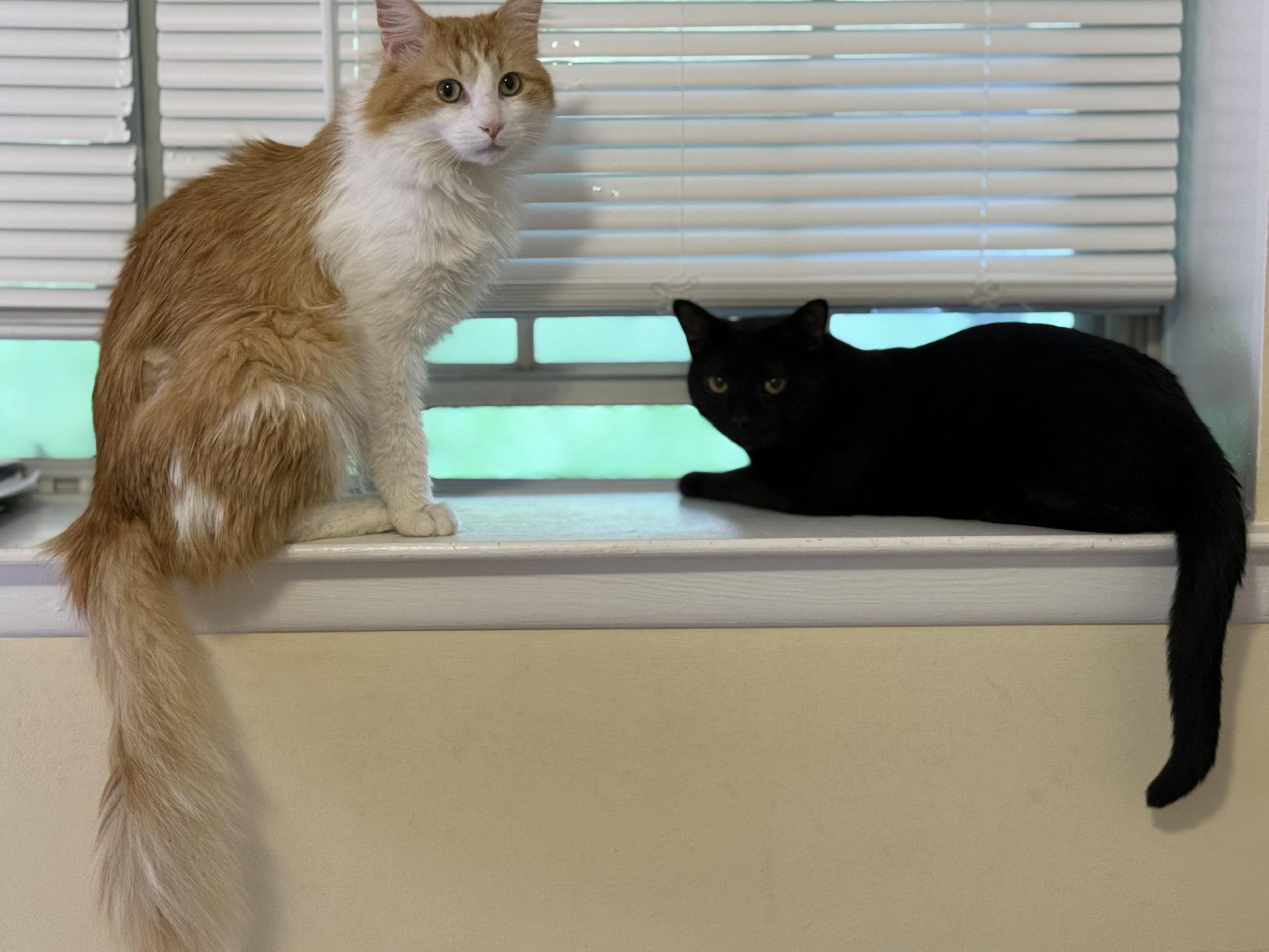 Enlarge Greg & Benson- BFF's, a ADOPTABLE mixed breed in Arlington, VA image 2/5