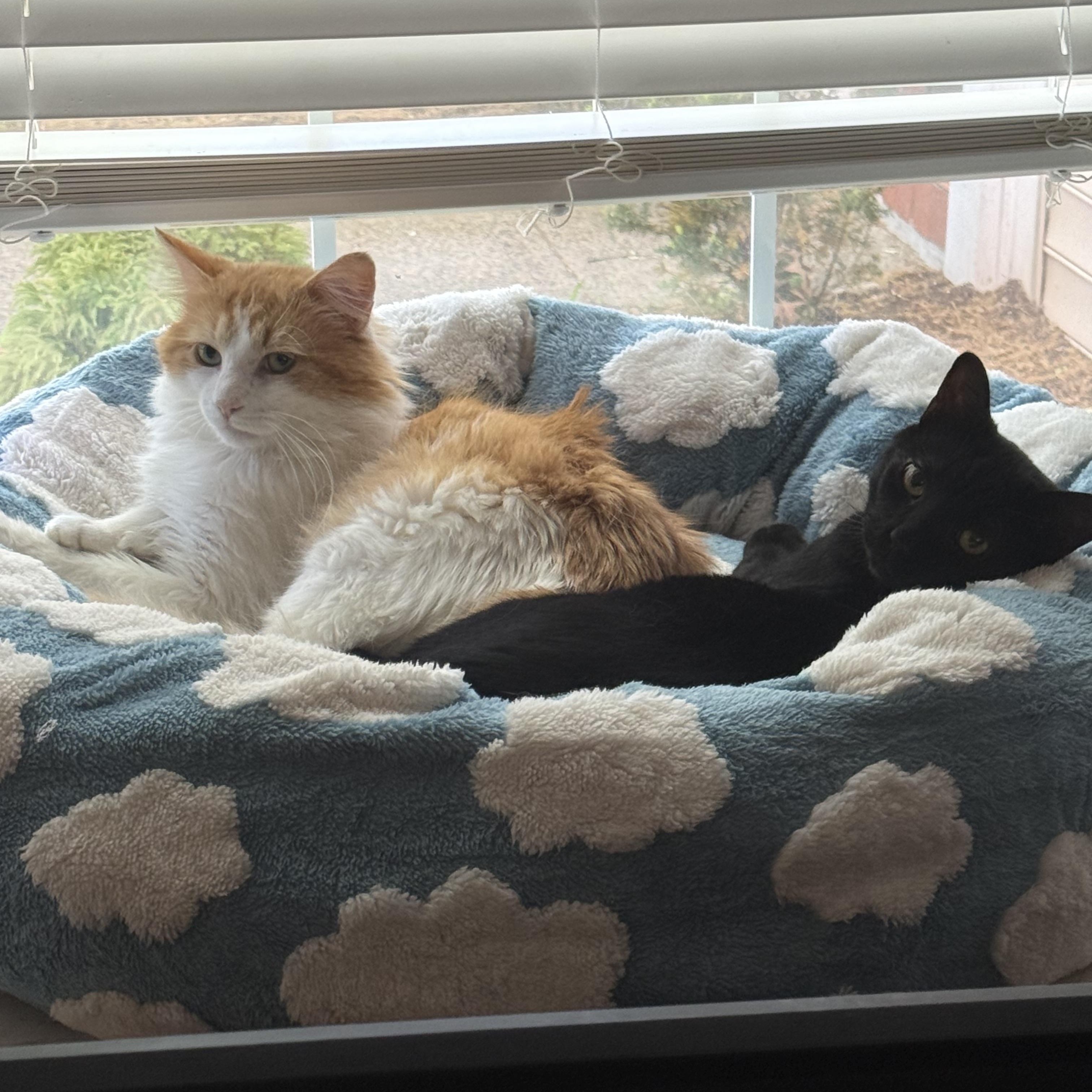 Greg & Benson- BFF's, ADOPTABLE, Adult Male Domestic Short Hair & Domestic Medium Hair.