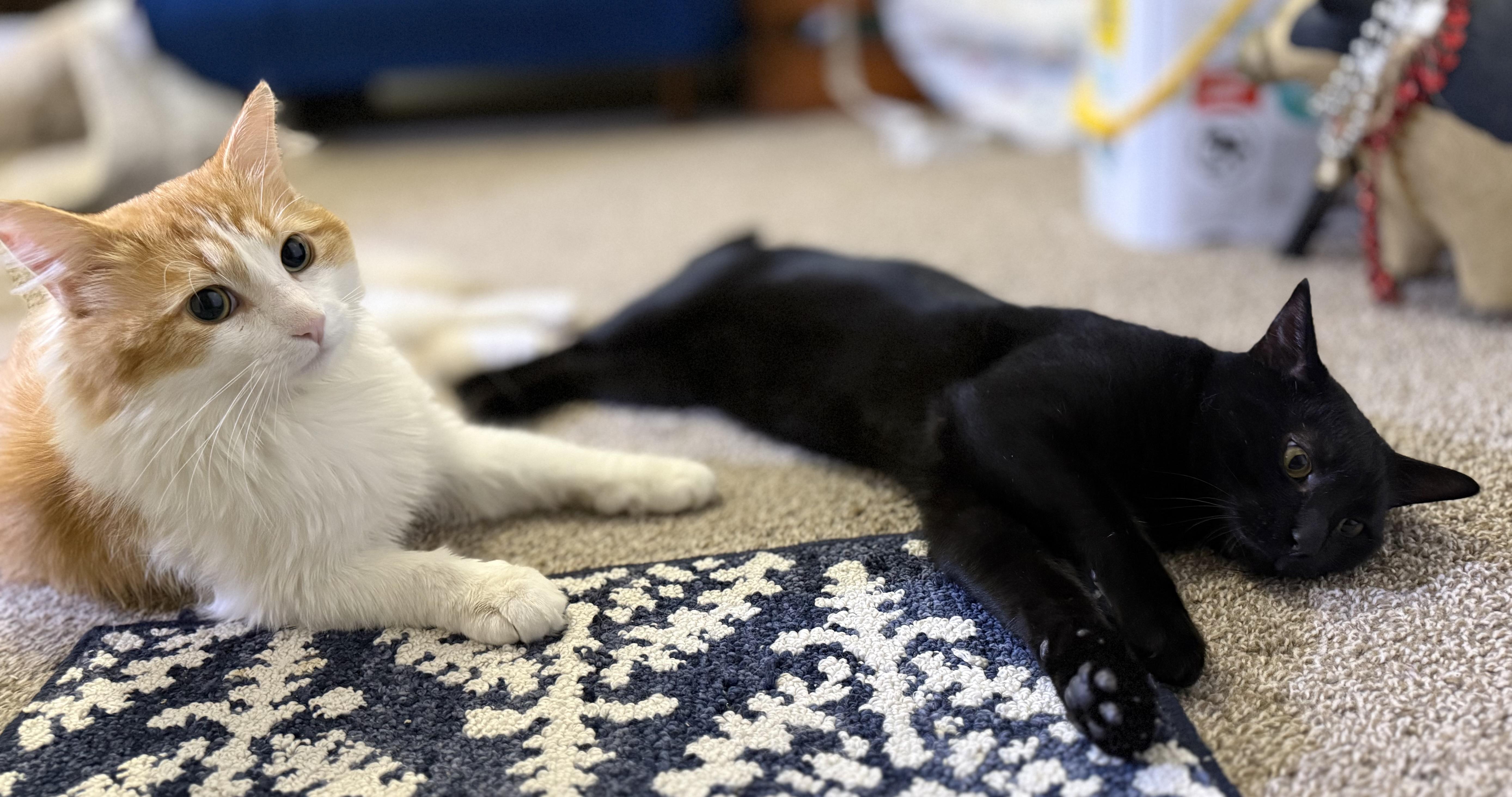 Enlarge Greg & Benson- BFF's, a ADOPTABLE mixed breed in Arlington, VA image 3/5