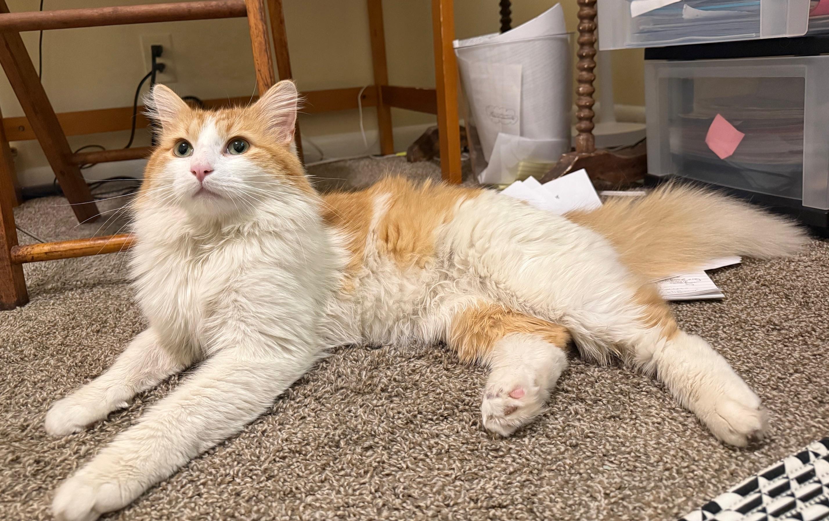 Enlarge Greg & Benson- BFF's, a ADOPTABLE mixed breed in Arlington, VA image 4/5