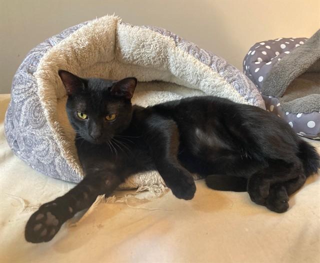 Enlarge Greg & Benson- BFF's, a ADOPTABLE mixed breed in Arlington, VA image 5/5