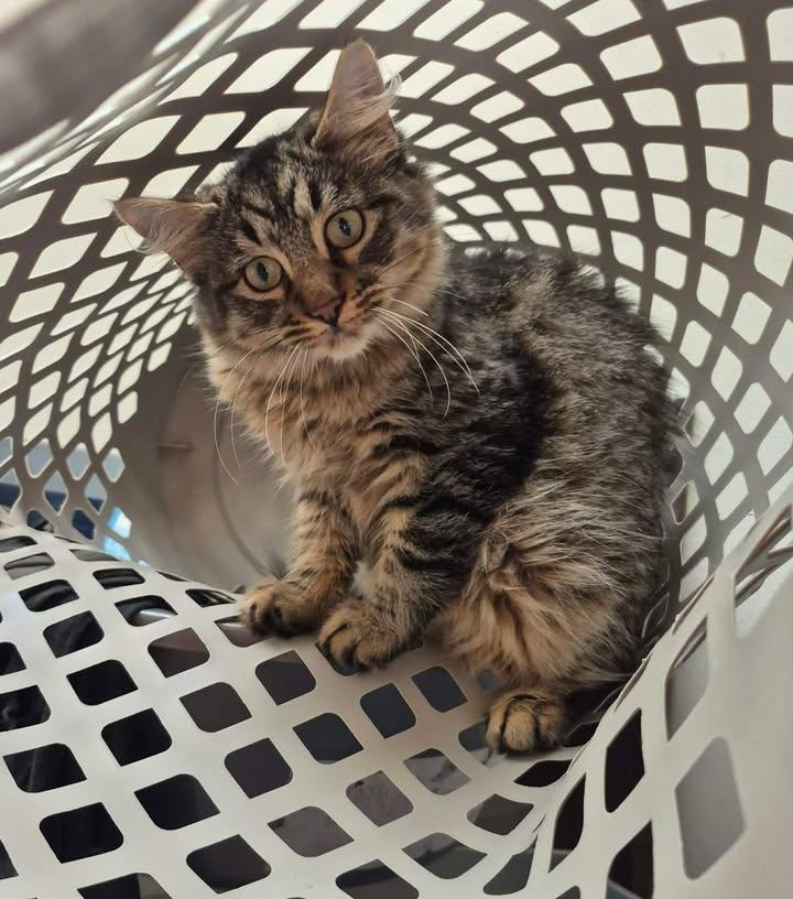 Enlarge Benito, an adopted Domestic Medium Hair in College Station, TX image 4/4