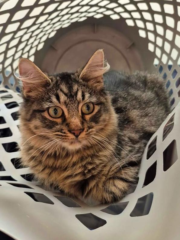 Enlarge Benito, an adopted Domestic Medium Hair in College Station, TX image 2/4
