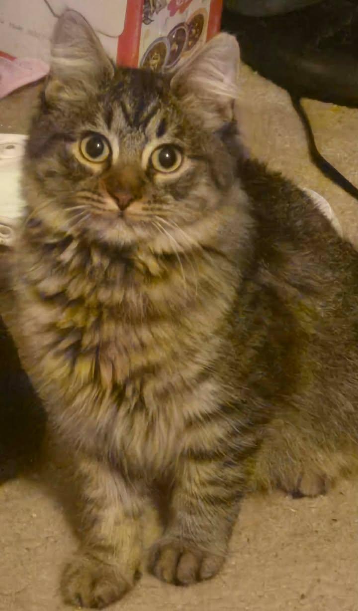 Enlarge Benito, an adopted Domestic Medium Hair in College Station, TX image 1/4