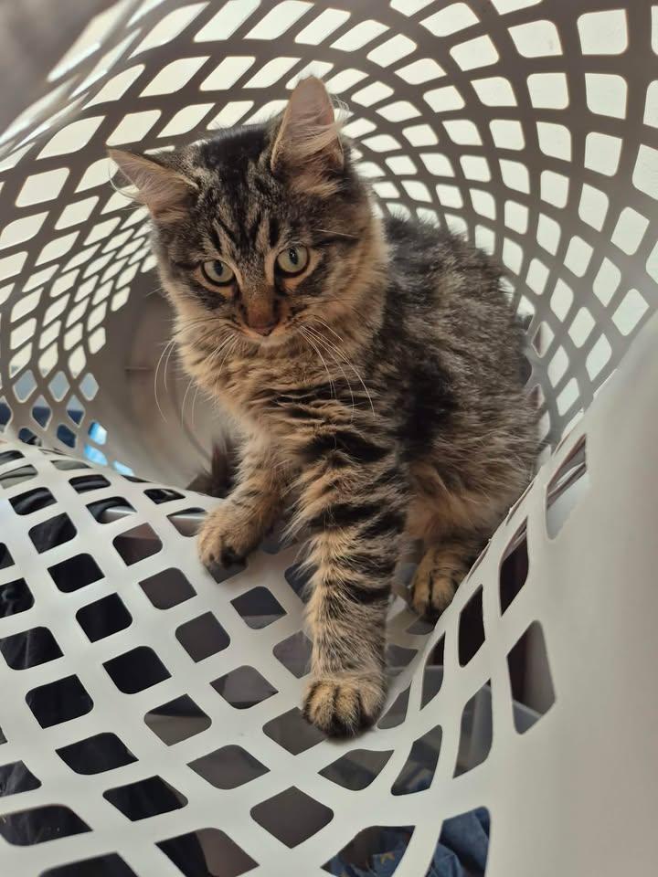 Enlarge Benito, an adopted Domestic Medium Hair in College Station, TX image 3/4