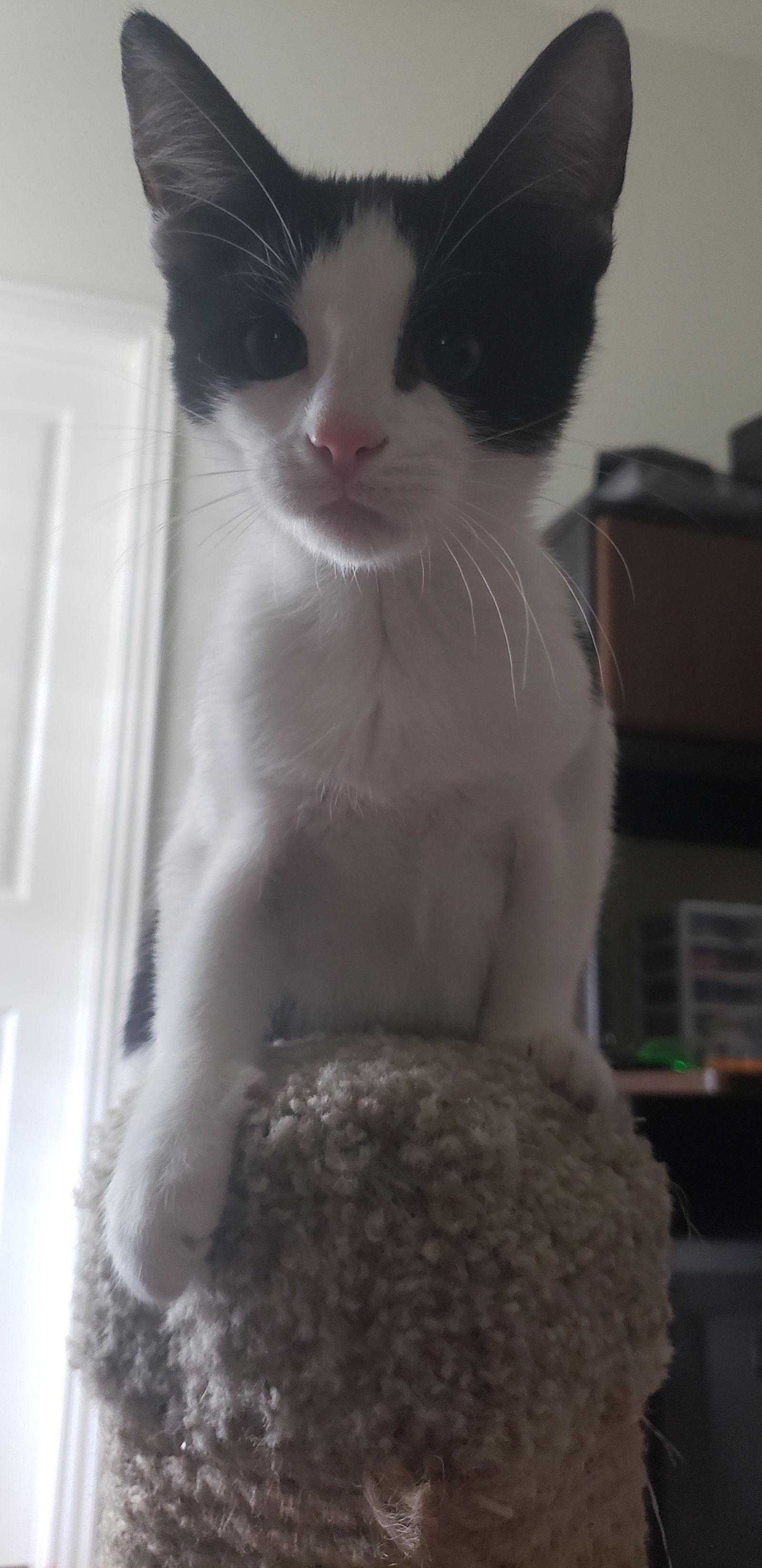 Emori, Adopted, Young Female Domestic Short Hair.