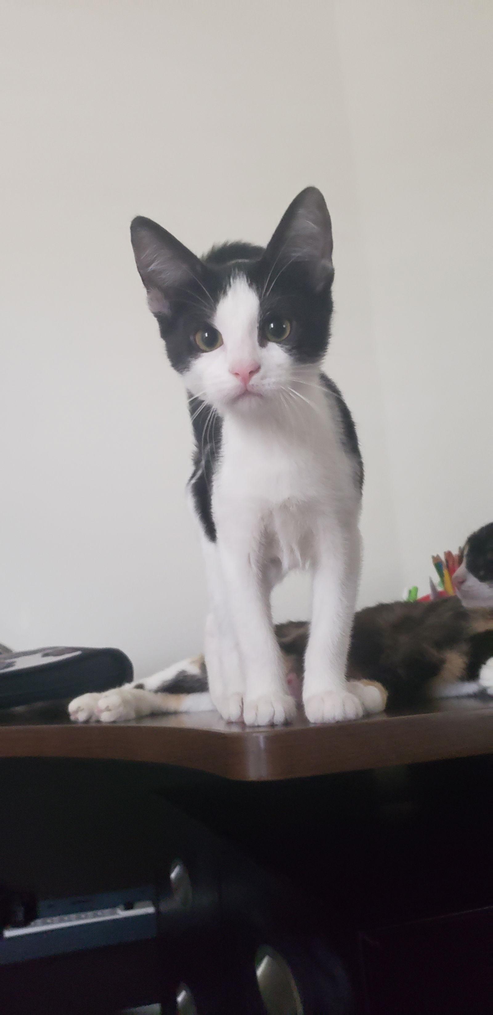 Enlarge Emori, a Adopted Domestic Short Hair in McKinney, TX image 2/3