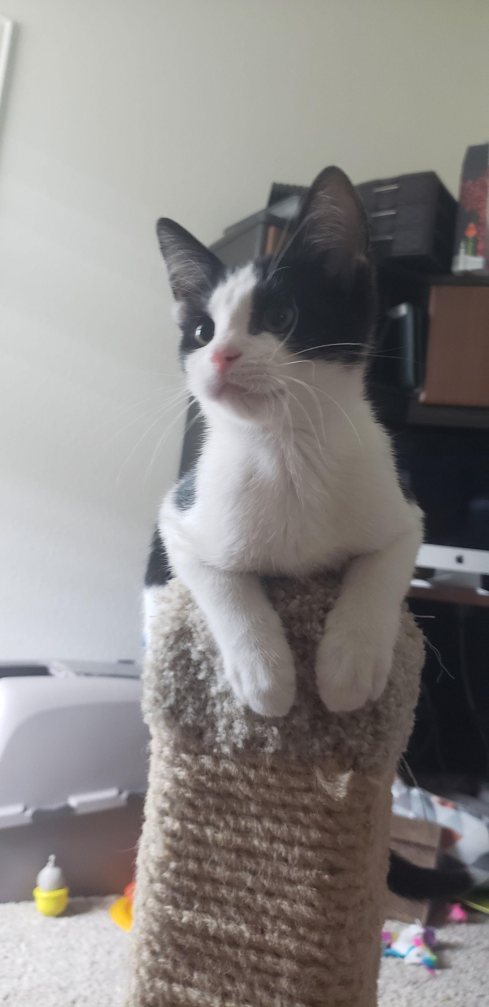 Enlarge Emori, a Adopted Domestic Short Hair in McKinney, TX image 3/3