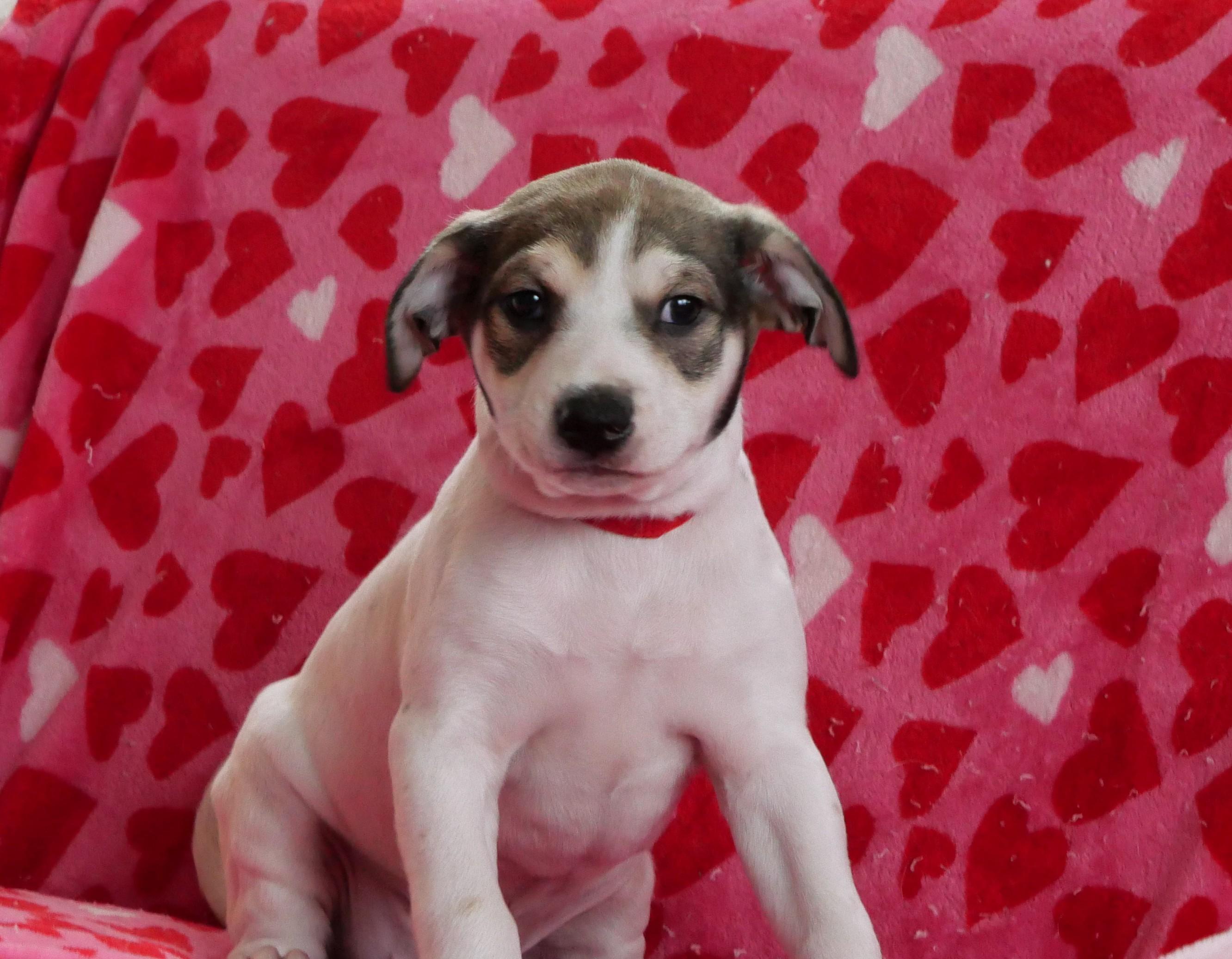 Mickey, an adoptable mixed breed in Ellicott City, MD image 3/3