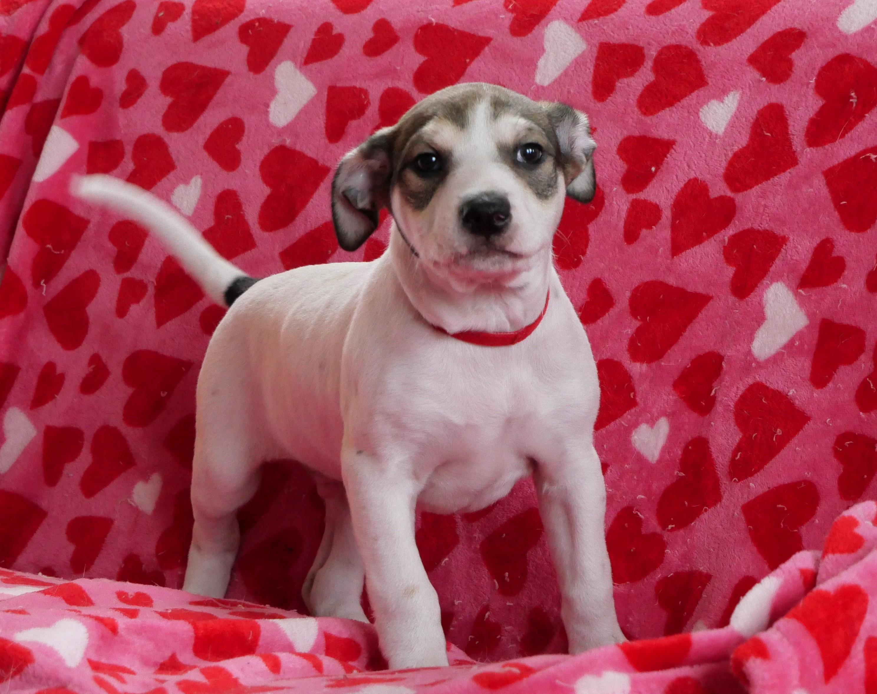 Mickey, an adoptable mixed breed in Ellicott City, MD image 2/3