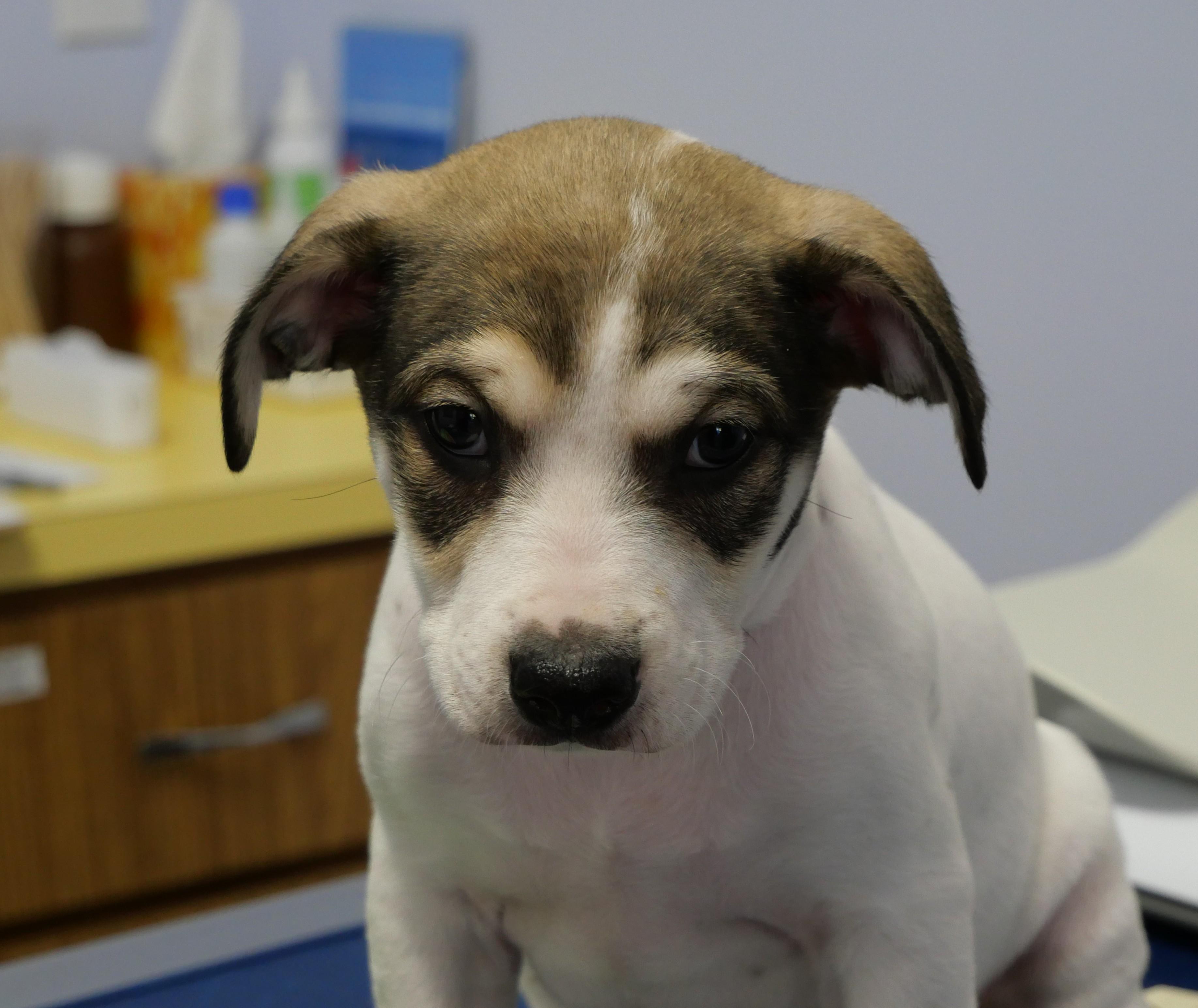 Mickey, an adoptable mixed breed in Ellicott City, MD image 1/3