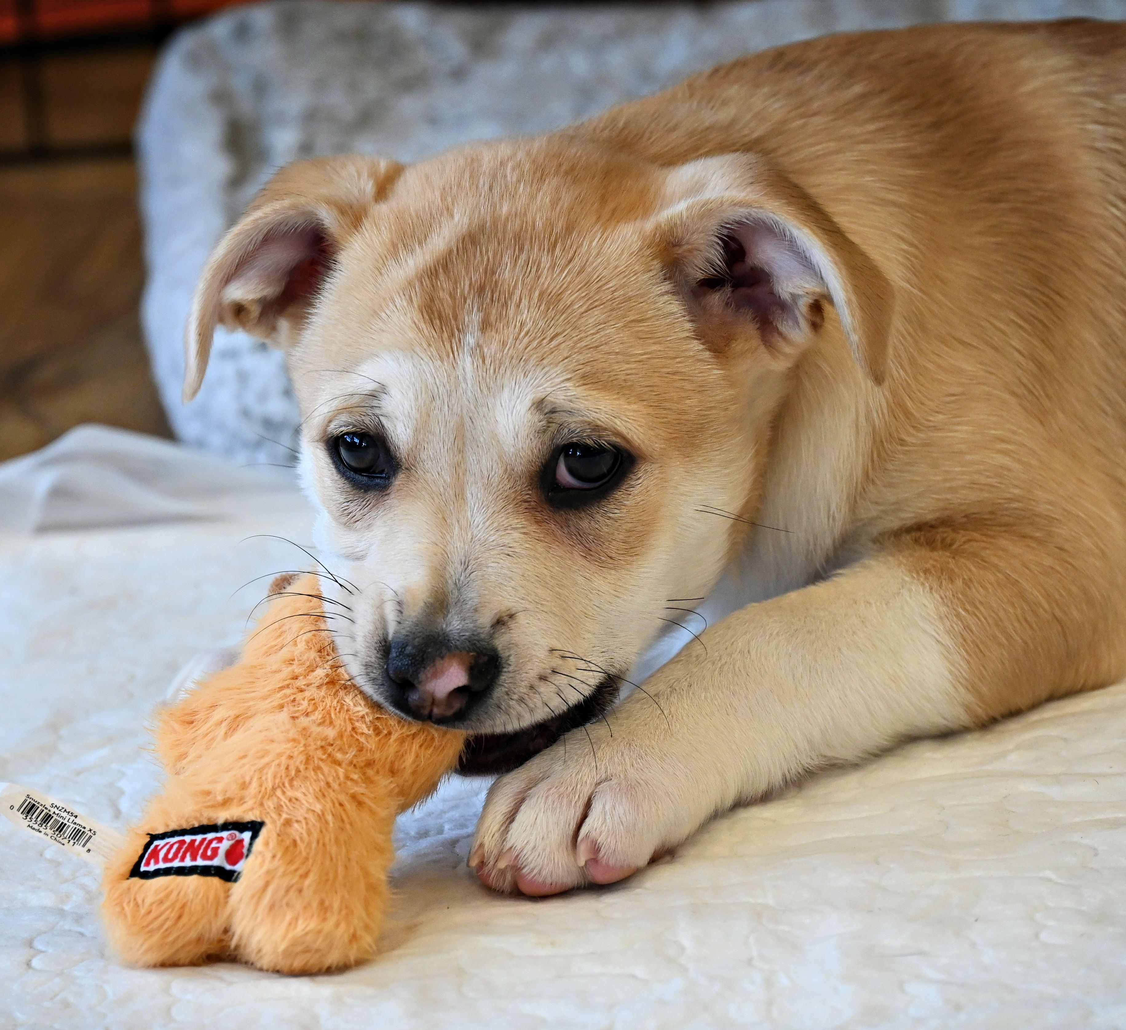Enlarge Minnie, an adoptable mixed breed in Ellicott City, MD image 2/5