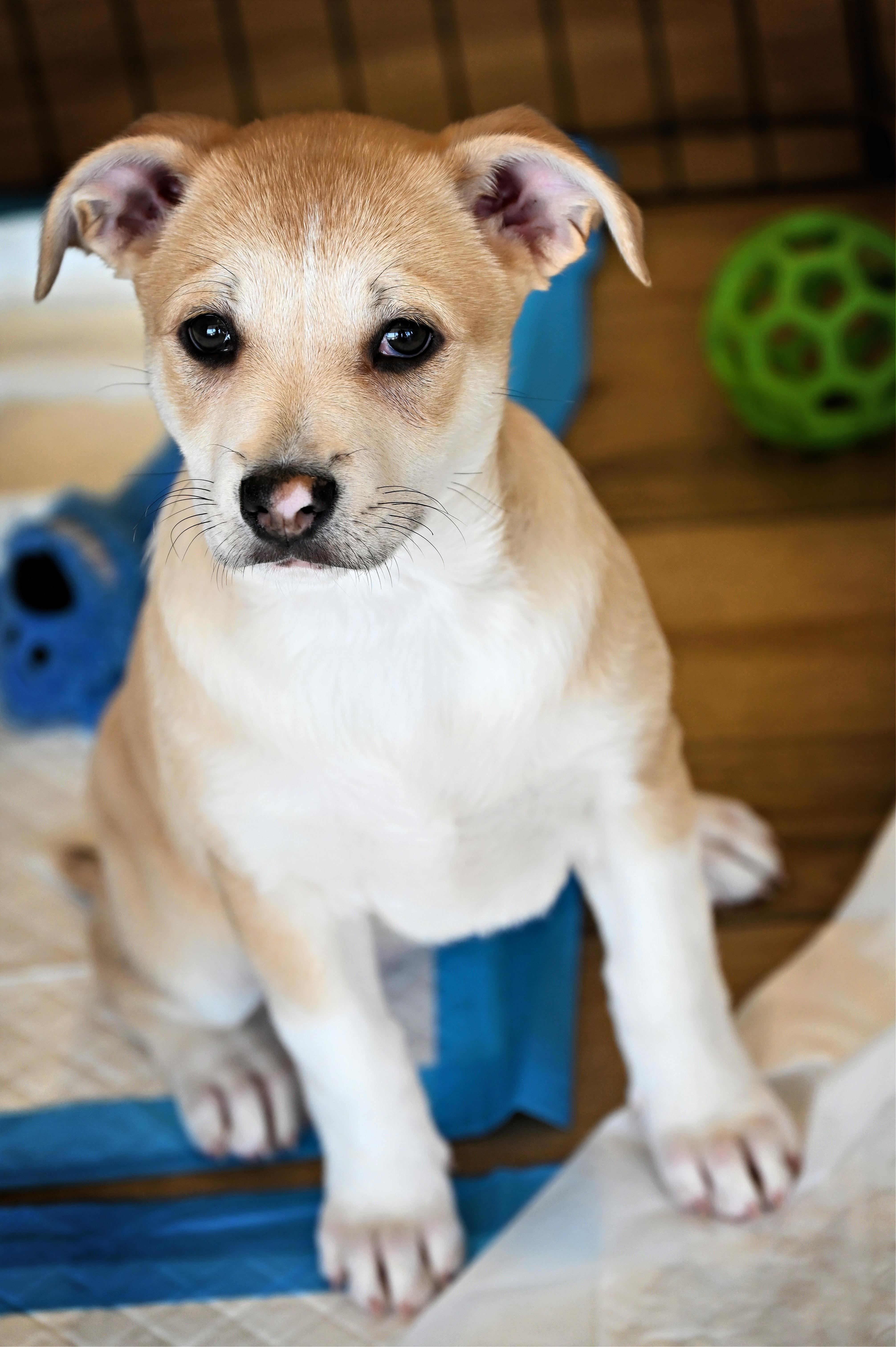 Enlarge Minnie, an adoptable mixed breed in Ellicott City, MD image 5/5