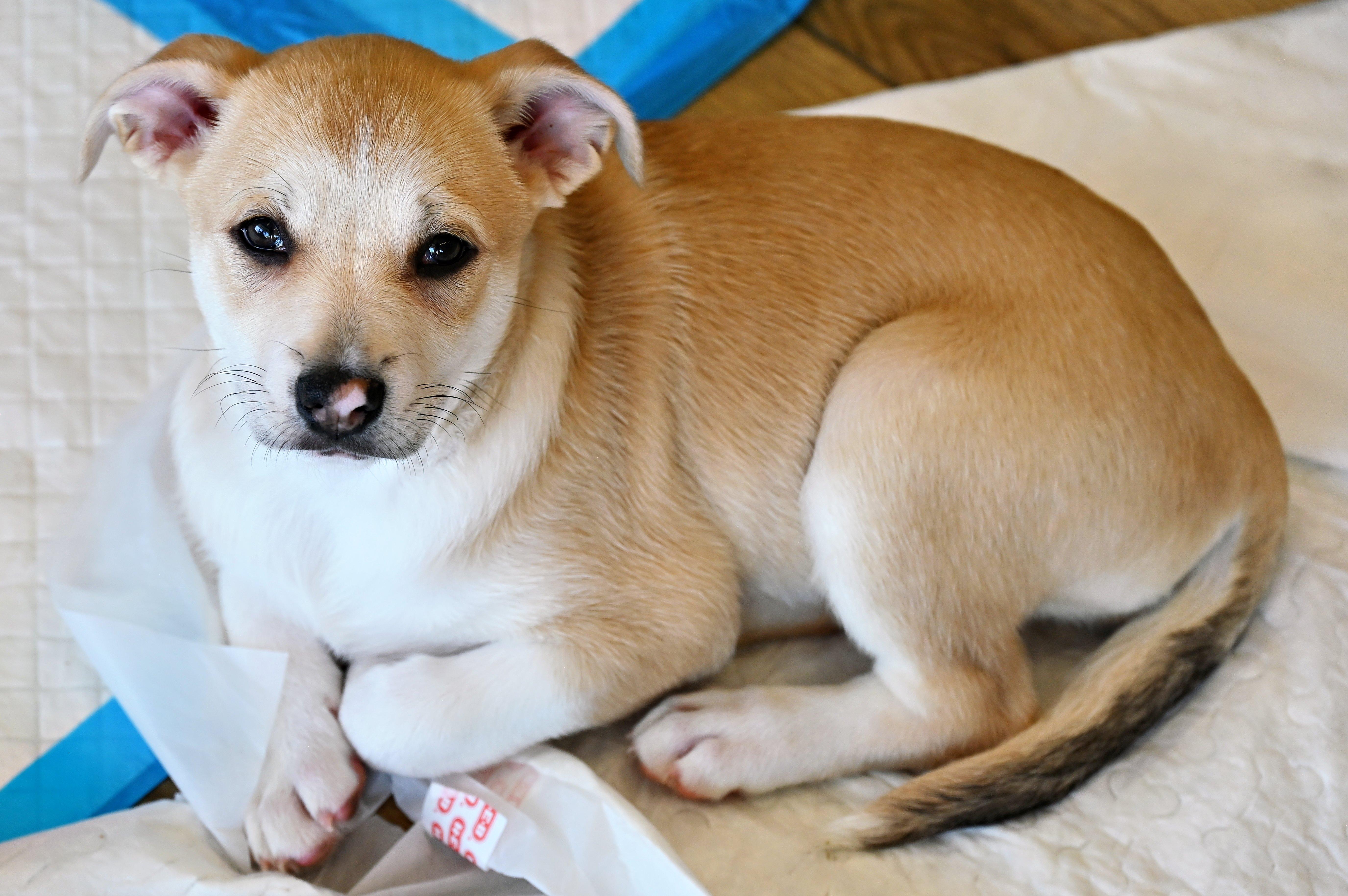 Enlarge Minnie, an adoptable mixed breed in Ellicott City, MD image 4/5