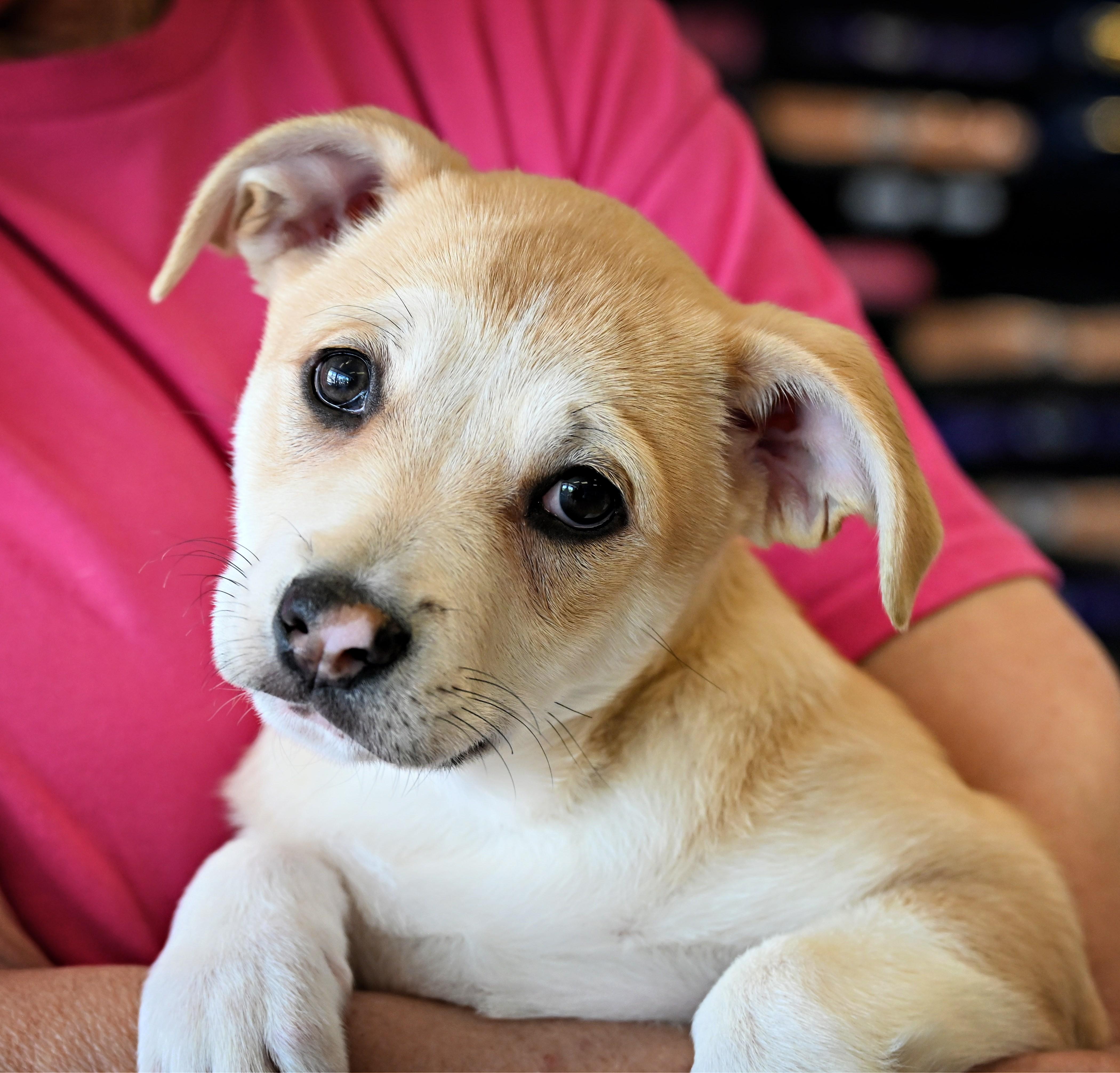 Enlarge Minnie, an adoptable mixed breed in Ellicott City, MD image 1/5