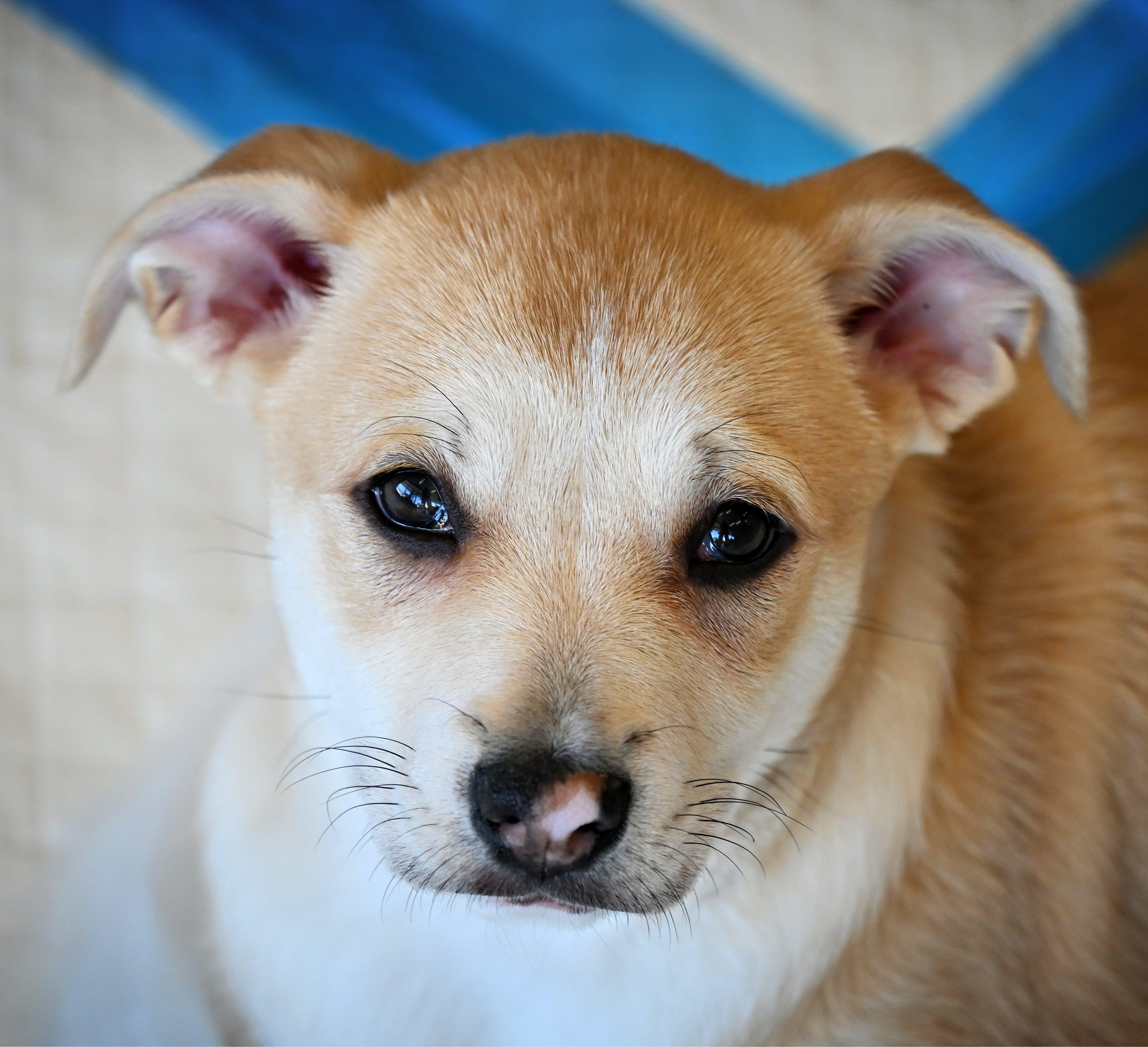 Enlarge Minnie, an adoptable mixed breed in Ellicott City, MD image 3/5