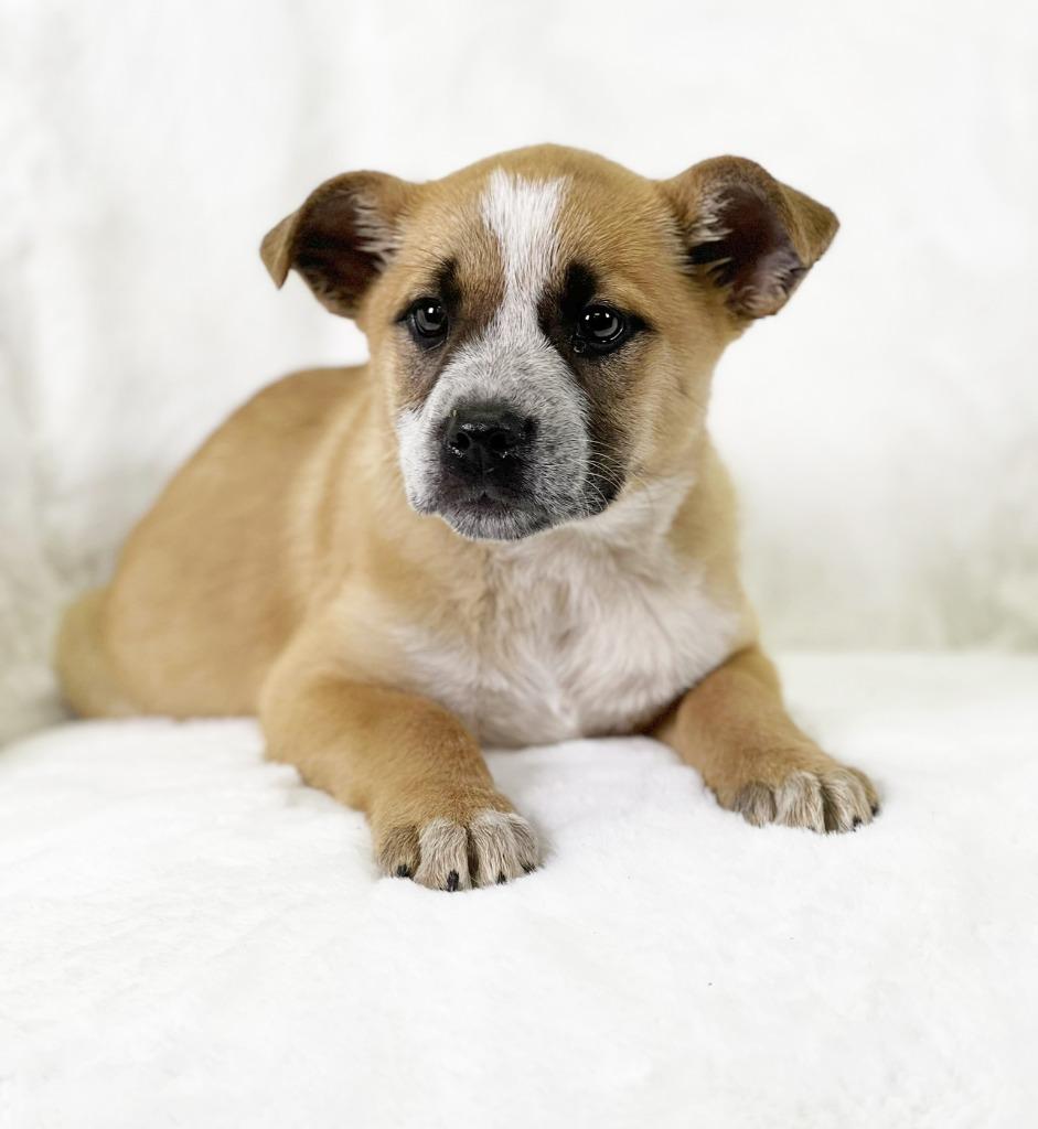 Betty, a Adoptable mixed breed in Savage, MN image 1/5
