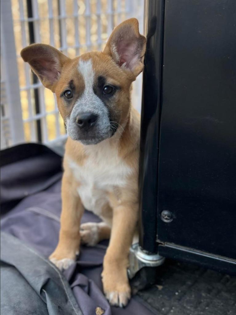 Betty, a Adoptable mixed breed in Savage, MN image 2/5