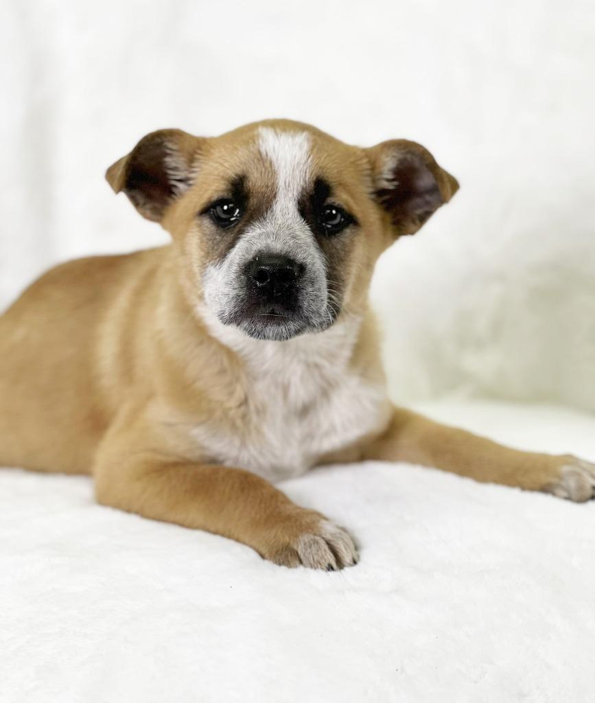 Betty, a Adoptable mixed breed in Savage, MN image 4/5