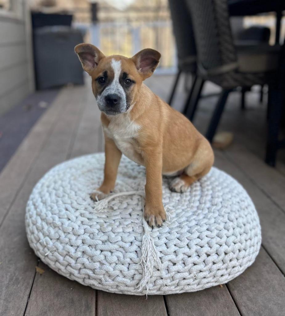Betty, a Adoptable mixed breed in Savage, MN image 5/5