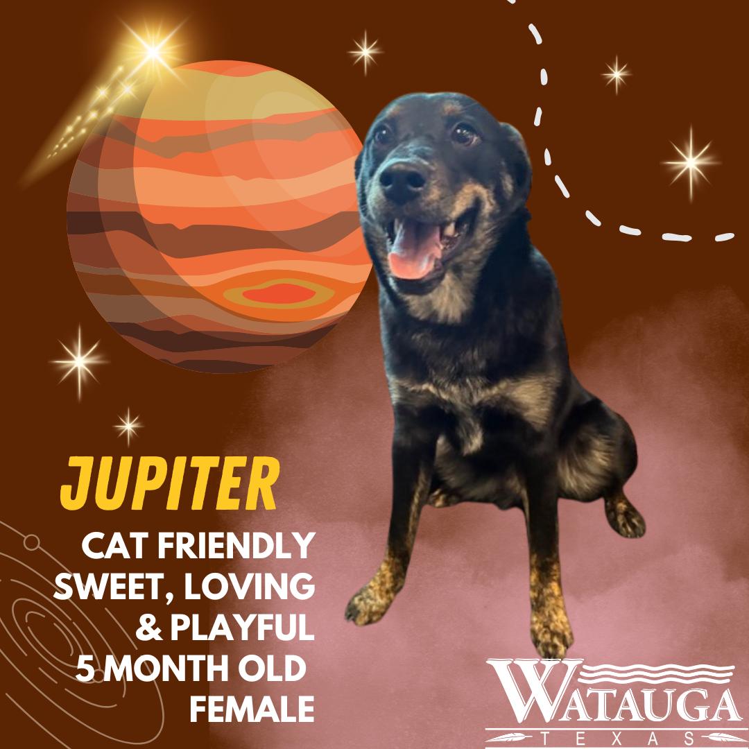 Enlarge Jupiter, an adopted mixed breed in Watauga, TX image 1/1