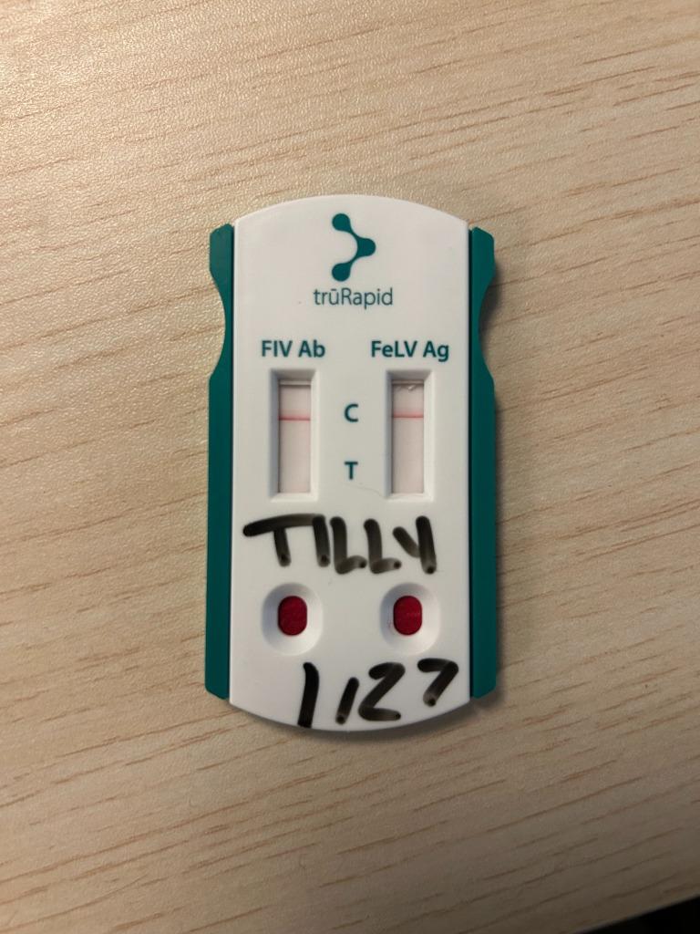 Enlarge Tilly, a Adoptable Abyssinian in Dyersburg, TN image 2/2